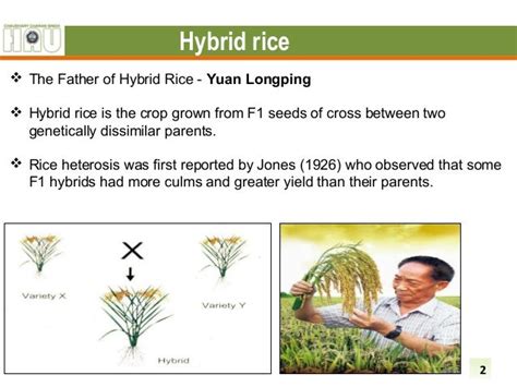 Rice variety selection: Inbred or hybrid .